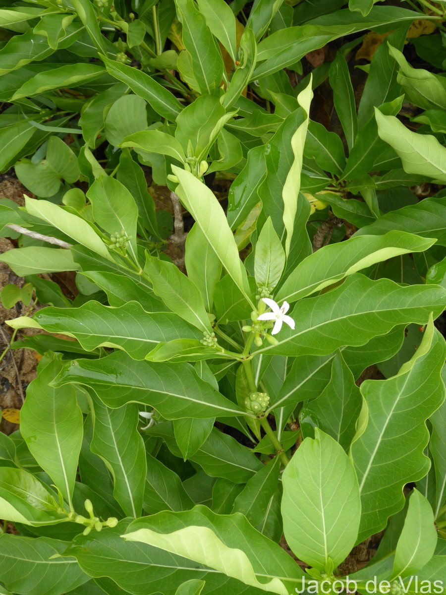 Morinda coreia Buch.-Ham.